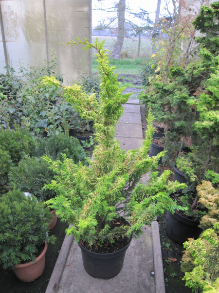 Zwerg Hinoki-Zypresse Tetragona Aurea